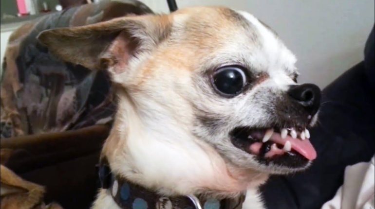 Alaskan Malamutes American Bulldog Belgian Shepherd Malinois breed characteristics Bull Terrier children safety dangerous dog breeds Doberman Pinschers dog behavior German Shepherd Husky pet ownership Rottweiler Tosa Inu Wolf Hybrid 