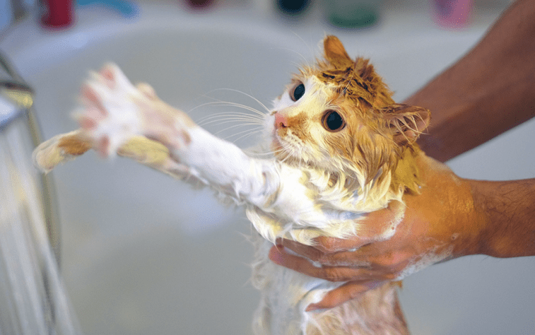 bath-kitty.png