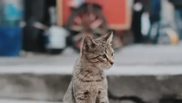 Der herzzerreißende Grund, warum deine Katze plötzlich verschwunden ist: « Ich hätte nie gedacht, dass es sein könnte… » Der herzzerreißende Grund, warum deine Katze plötzlich verschwunden ist: « Ich hätte nie gedacht, dass es sein könnte… »