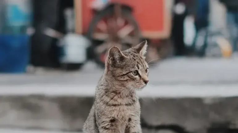 Animal Behavior Cat Care Cats Lost Pets Pet Safety Pets 