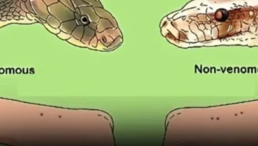 « Dieser Fehler nach einem Schlangenbiss tötet jedes Jahr 2 Australier… » (Experten enthüllen, was Sie stattdessen tun müssen)