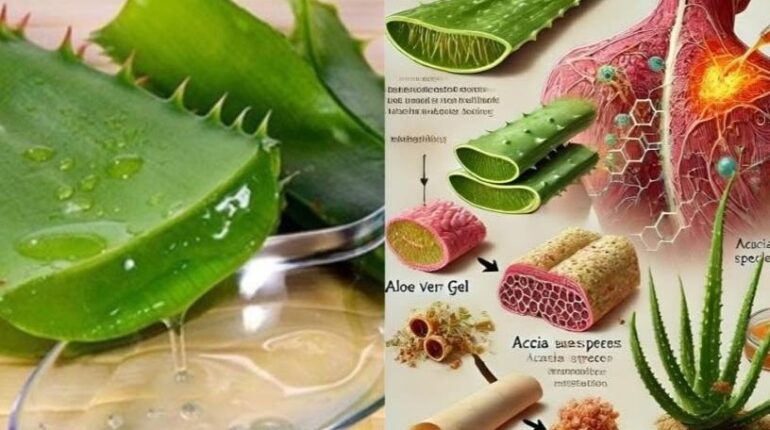 Aloe Vera Detox Digestion Health Benefits Hydration Immunity Natural Remedies Skin Health 