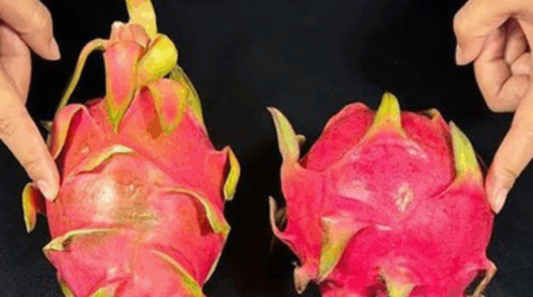 Antioxidants Beauty Tips Dragon Fruit Fruit Waste Healthy Eating Nutrition 