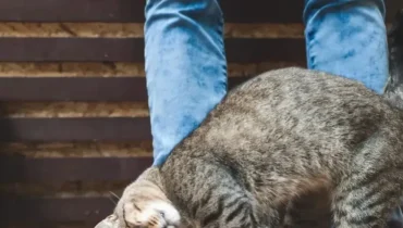 Der überraschende Grund, warum sich deine Katze an dir reibt, von Experten enthüllt Der überraschende Grund, warum sich deine Katze an dir reibt, von Experten enthüllt