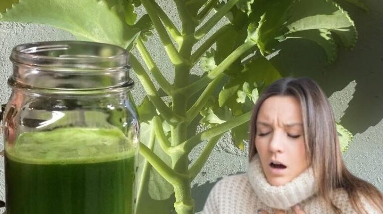 Antioxidants Herbalism Kalanchoe Madagascar Plants Natural Wellness Succulents Traditional Remedies 