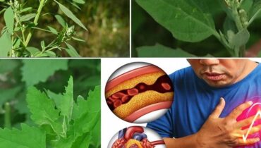 Gardening Health Benefits Lambsquarters Nutrition Plant-Based Superfoods Wild Edibles 