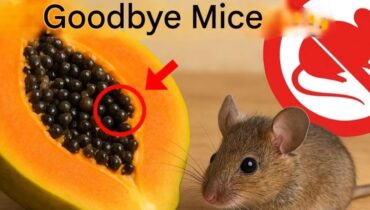 Home Remedies Mice Repellent Natural Pest Control Non-Toxic Solutions Papaya Seeds Rodent Control 