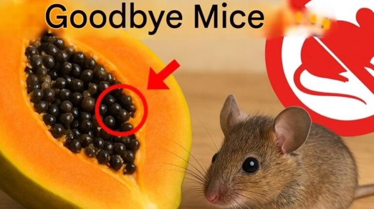 Home Remedies Mice Repellent Natural Pest Control Non-Toxic Solutions Papaya Seeds Rodent Control 