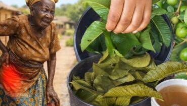 Blood Sugar Cholesterol Diabetes Management Digestive Health Guava Leaf Tea Health Benefits Heart Health 