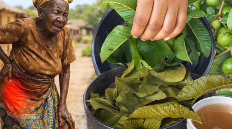 Blood Sugar Cholesterol Diabetes Management Digestive Health Guava Leaf Tea Health Benefits Heart Health 