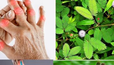 Mimosa Pudica: 10 wissenschaftlich unterstützte Vorteile der empfindlichen Pflanze von der ayurvedischen Medizin bis zum modernen Wohlbefinden Mimosa Pudica: 10 wissenschaftlich unterstützte Vorteile der empfindlichen Pflanze von der ayurvedischen Medizin bis zum modernen Wohlbefinden