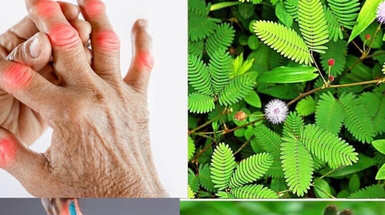 Ayurvedic Medicine Health Benefits Herbal Medicine Mimosa Pudica Natural Wellness Plant Benefits Traditional Medicine 