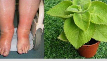 Dieses bescheidene Blatt bietet bis zu 25 Wellness-Vorteile — Hier ist, was passiert, wenn Sie täglich nur eines verwenden Dieses bescheidene Blatt bietet bis zu 25 Wellness-Vorteile — Hier ist, was passiert, wenn Sie täglich nur eines verwenden