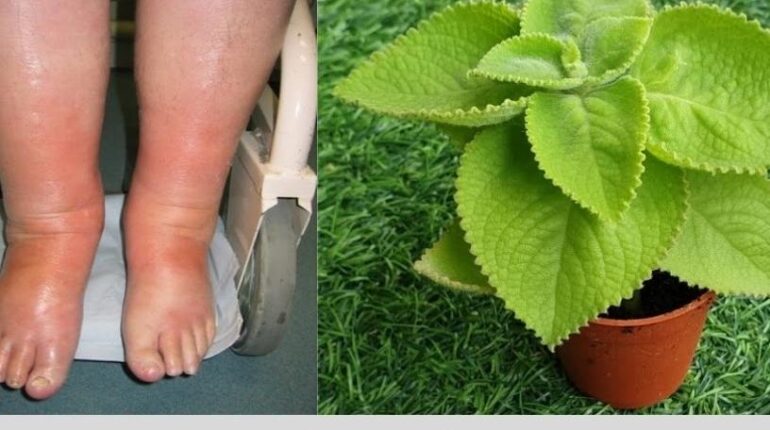 Daily Wellness Health Benefits Herbal Medicine Leaf Benefits Natural Remedies Traditional Medicine Wellness 