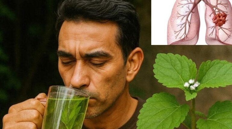 Anti-inflammatory Antimicrobial Herbal Medicine Natural Remedies Phytotherapy Plant Uses Traditional Medicine 