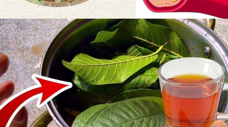 Blood Sugar Digestion Guava Leaves Heart Health Herbal Medicine Natural Remedies 