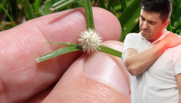 Cyperus Rotundus: Wie dieses antike „Unkraut“ Verdauung, Hormone und Stressabbau unterstützt