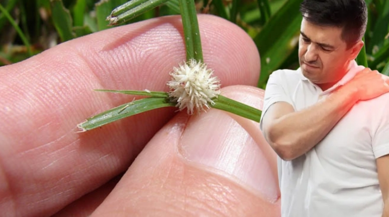 Ayurveda Daily Wellness Digestion Herbal Medicine Hormones Medicinal Plants Stress Relief 