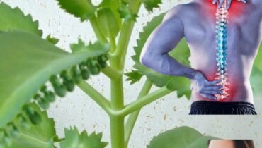 Kalanchoe Pinnata: Wie dieses « Wunderblatt » natürlicherweise Atemwegskomfort unterstützt und Wassereinlagerungen reduziert Kalanchoe Pinnata: Wie dieses « Wunderblatt » natürlicherweise Atemwegskomfort unterstützt und Wassereinlagerungen reduziert