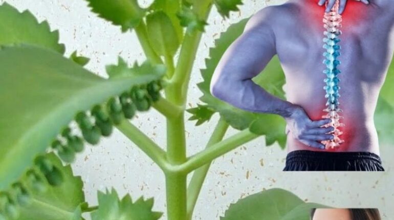 Daily Wellness Herbalism Kalanchoe Pinnata Miracle Leaf Natural Remedies Respiratory Health Water Retention 