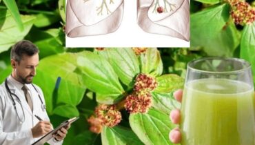 Asthma Plant Euphorbia Hirta Herbal Remedies Natural Health Plant Benefits Respiratory Health Traditional Medicine 