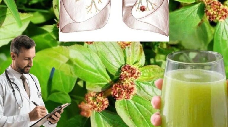Asthma Plant Euphorbia Hirta Herbal Remedies Natural Health Plant Benefits Respiratory Health Traditional Medicine 