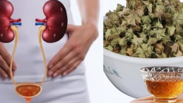 Tribulus Terrestris: Wie antike Heiler diese kraftvolle Pflanze für Ausdauer und Gleichgewicht nutzten – und warum moderne Anwender vorsichtig sein müssen Tribulus Terrestris: Wie antike Heiler diese kraftvolle Pflanze für Ausdauer und Gleichgewicht nutzten – und warum moderne Anwender vorsichtig sein müssen