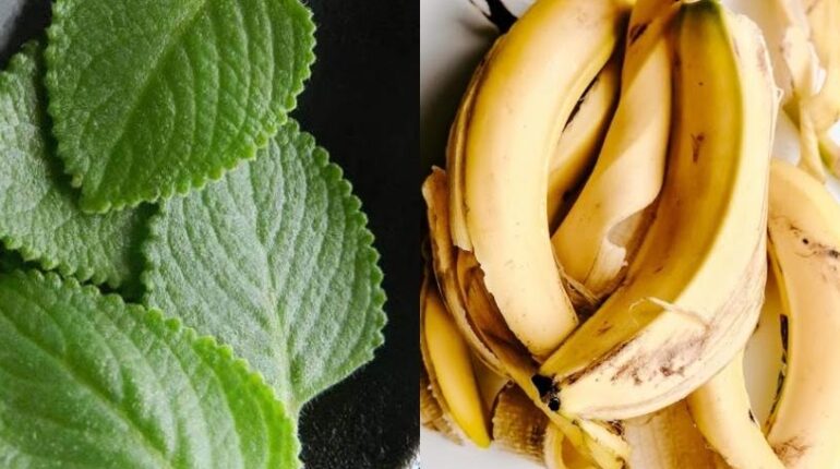 Banana Peels Blood Pressure Blood Sugar Chronic Fatigue Herbal Tea Natural Remedies Pennyroyal Turmeric 