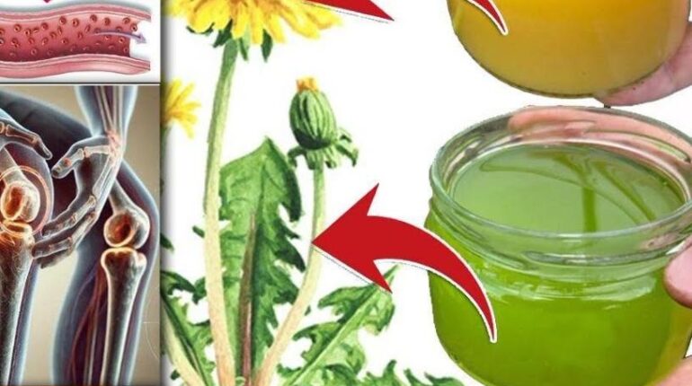 Dandelion Detoxification Digestion Gut Health Health Benefits Liver Support Minerals Vitamins 