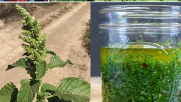 Amaranth: Die trockenresistente Pflanze, die alle 9 essentiellen Aminosäuren liefert