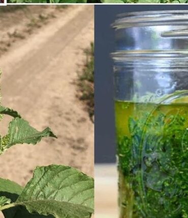 Amaranth: Die trockenresistente Pflanze, die alle 9 essentiellen Aminosäuren liefert