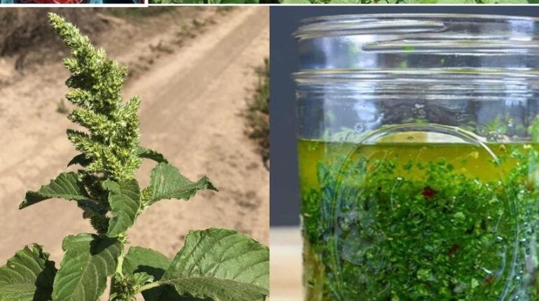 Gluten-Free Health Benefits Nutrition Plant-Based Protein Spiny Amaranth Superfoods Sustainable Agriculture 