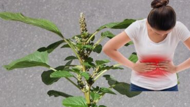 Stacheliges Amaranth: Wie dieses gewöhnliche Unkraut die Verdauung unterstützt, aber Ihre Nieren überlasten kann