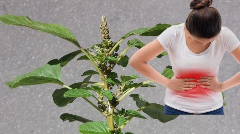 Digestive Health Health Risks Herbal Medicine Kidney Health Natural Remedies Plant Uses Spiny Amaranth 