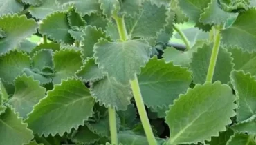 Das Carvacrol-Compound des Oregano: Wie dieses Küchenkraut antibiotikaresistente Bakterien und chronische Entzündungen bekämpft Das Carvacrol-Compound des Oregano: Wie dieses Küchenkraut antibiotikaresistente Bakterien und chronische Entzündungen bekämpft