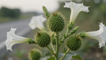 Datura stramonium: Warum diese historische Heilpflanze niemals zu Hause verwendet werden darf