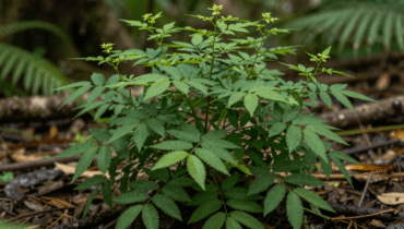 Chanca Piedra: Wie diese Amazonas-Pflanze die Nieren- und Lebergesundheit natürlich unterstützt