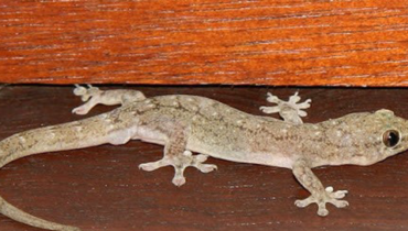 Hausgeckos: Die stillen Wächter, die giftige Spinnen, Termiten und Kakerlaken verschlingen, während sie ein giftfreies Zuhause signalisieren Hausgeckos: Die stillen Wächter, die giftige Spinnen, Termiten und Kakerlaken verschlingen, während sie ein giftfreies Zuhause signalisieren