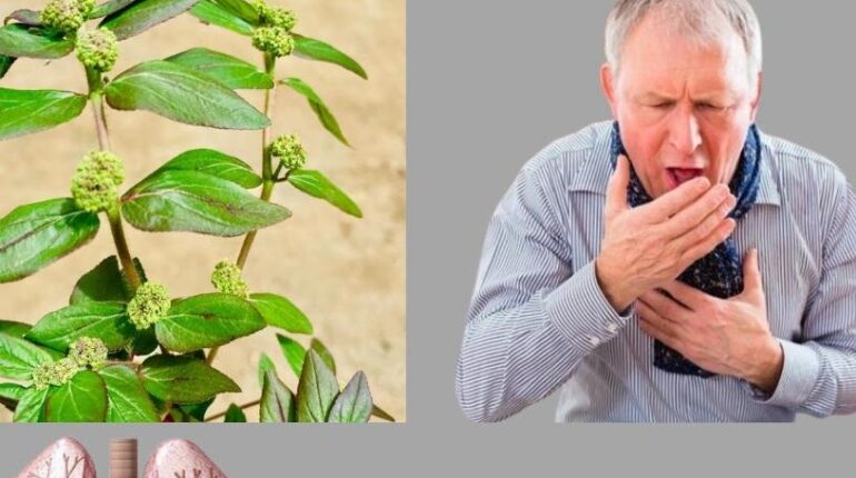 Digestive Health Herbal Medicine Natural Remedies Plant Benefits Respiratory Health Skin Health Traditional Herbs 