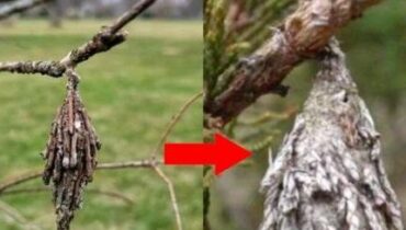 Wicklersäcke auf immergrünen Pflanzen: Wie ein einzelnes Mottchen hunderte Eier legen und Ihre Bäume töten kann, bevor Sie es bemerken Wicklersäcke auf immergrünen Pflanzen: Wie ein einzelnes Mottchen hunderte Eier legen und Ihre Bäume töten kann, bevor Sie es bemerken