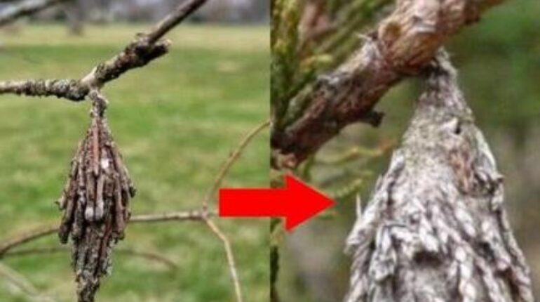 Gardening Insects Natural Pest Control Organic gardening Trees Wildlife Conservation 