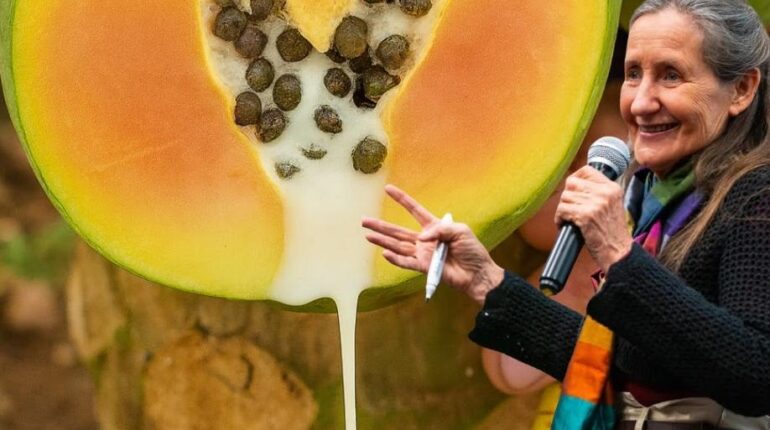 Digestion Enzyme Therapy Health Benefits Immunity Natural Remedies Papaya Leaves Wound Healing 