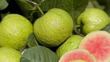 Guave: Warum das Essen der Schale und Samen ihre wahren Gesundheitsvorteile freischalten Guave: Warum das Essen der Schale und Samen ihre wahren Gesundheitsvorteile freischalten