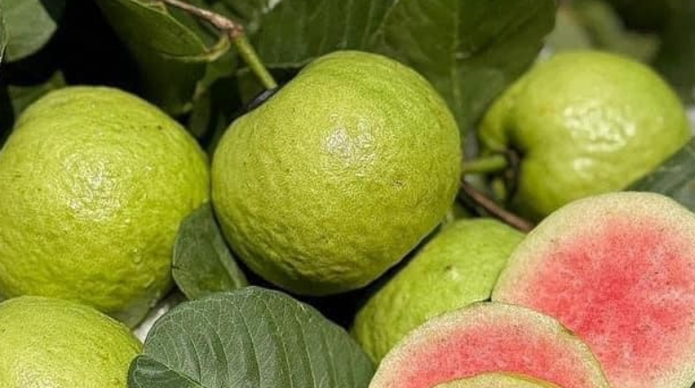 Diet Guava Leaves Health Benefits Healthy Eating Nutrition Skin Health Tropical Fruit 