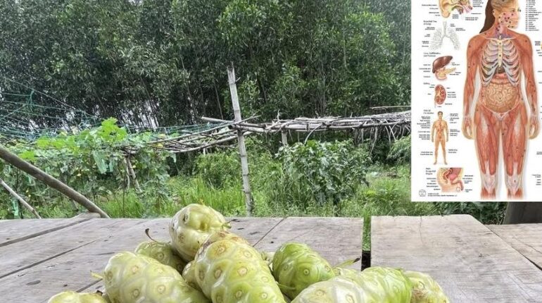 Antioxidants Heart Health Immune System Inflammation Natural Energy Noni Fruit Superfoods 