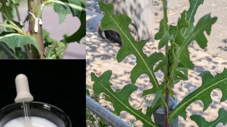 Herbal Medicine Lactucarium Natural Relaxation Sleep Aid Traditional Uses Wild Lettuce 