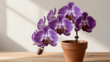 Orchideen: Ein Esslöffel dieses spezifischen Düngers reicht für eine kontinuierliche Blüte Orchideen: Ein Esslöffel dieses spezifischen Düngers reicht für eine kontinuierliche Blüte