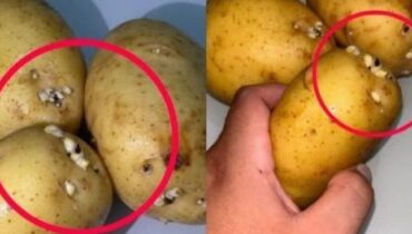 Gekeimte Kartoffeln: Warum dieses häufige Grundnahrungsmittel der Küche ein hitzebeständiges Toxin produziert, das die Verdauungs- und neurologische Gesundheit gefährdet Gekeimte Kartoffeln: Warum dieses häufige Grundnahrungsmittel der Küche ein hitzebeständiges Toxin produziert, das die Verdauungs- und neurologische Gesundheit gefährdet