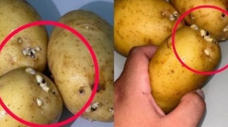 Digestive Health Food Safety Health Risks Solanine Sprouting Sweet Potatoes Toxins 