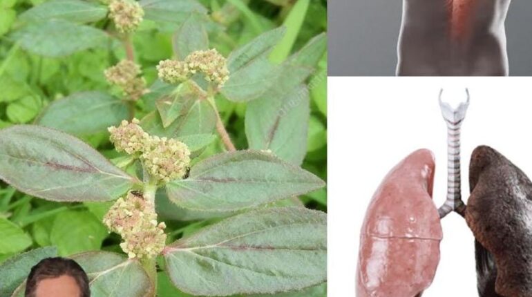 Asthma Treatment Bacterial Infections Health Benefits Herbal Medicine Natural Remedies Plant Benefits Wound Healing 